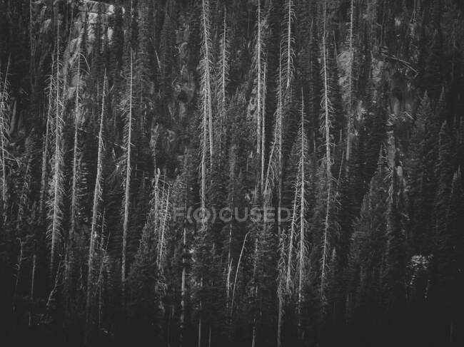 Old wood texture. black wooden background. — Stock Photo
