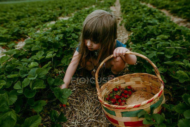 Kleines Mädchen pflückt reife Erdbeeren im Garten — Stockfoto