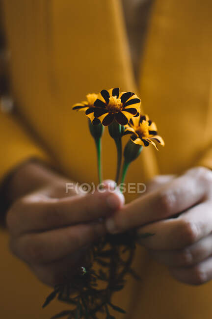 The hands of a girl in a yellow jacket hold marigolds flowers — Stock Photo