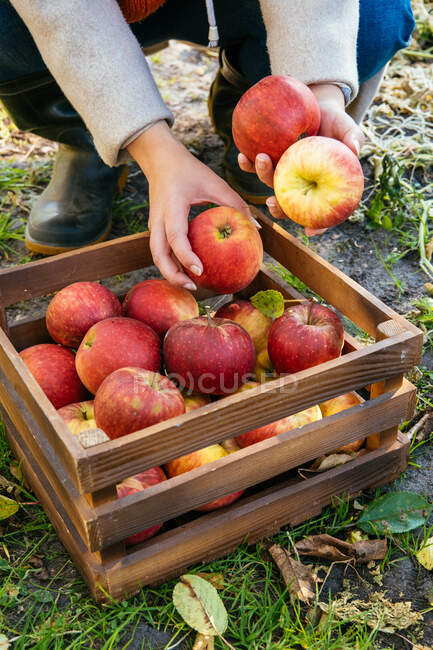 Manzanas rojas en la cesta - foto de stock