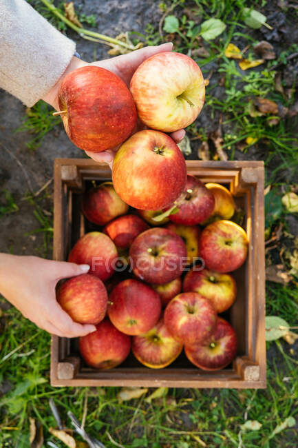 Une grande caisse en bois d'une pomme rouge mûre dans ses mains — Photo de stock