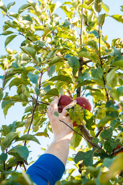 Hand holding ripe apple on a tree — Stock Photo