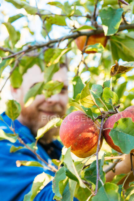 Спелые красные яблоки на дереве в саду — стоковое фото
