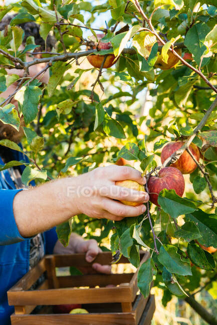 Granjero recogiendo ciruelas maduras en el jardín - foto de stock