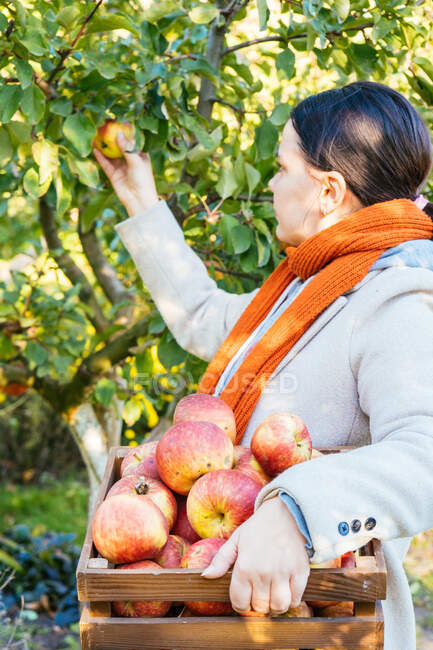 Mujer joven recogiendo manzanas en el jardín - foto de stock