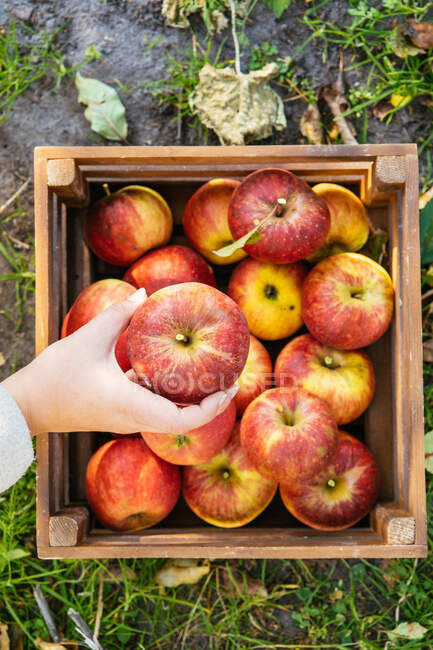 Pommes fraîches mûres dans le panier. récolte de la nature. — Photo de stock
