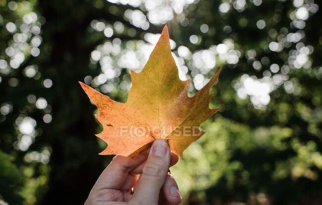 Рука тримає жовтий кленовий лист в осінньому лісі — стокове фото