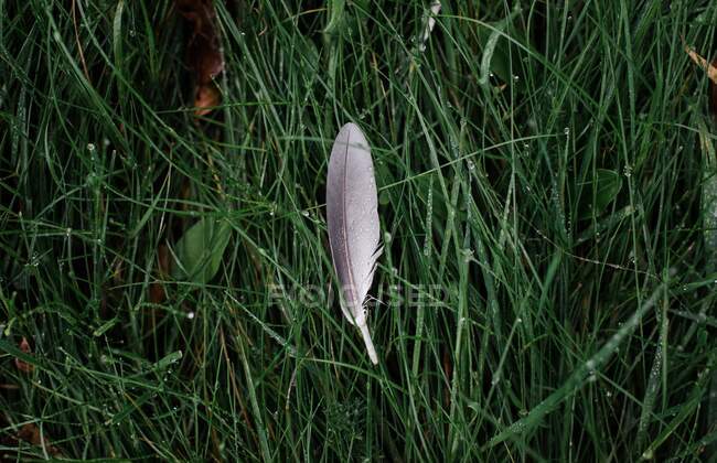 Feather on green grass in the forest — Stock Photo