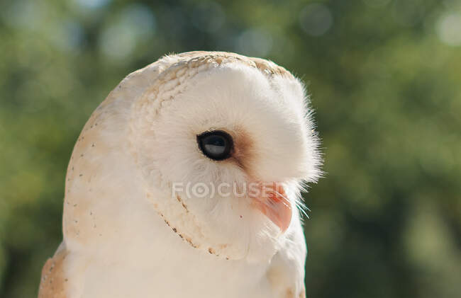Barn Owl with backlit foreground with detail of eye, feathers and beak — Stock Photo