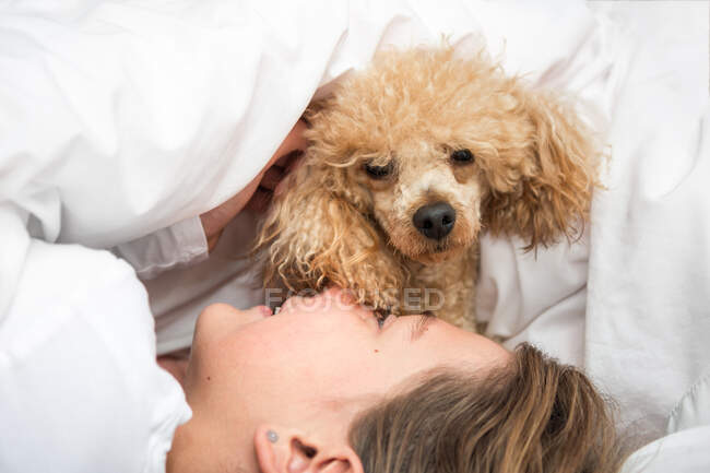 The dog in the morning in bed plays with the girl mistress — Stock Photo