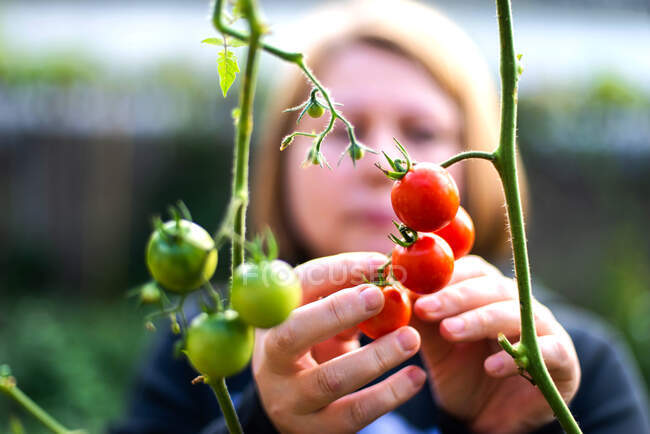 Donna raccoglie pomodori dal suo giardino — Foto stock