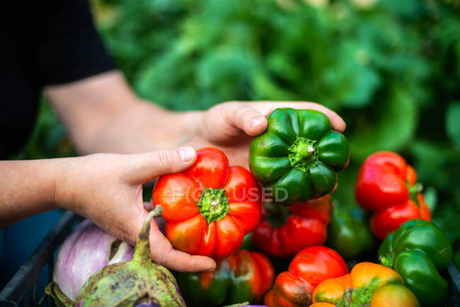 Manos femeninas sosteniendo verduras orgánicas frescas en el jardín - foto de stock