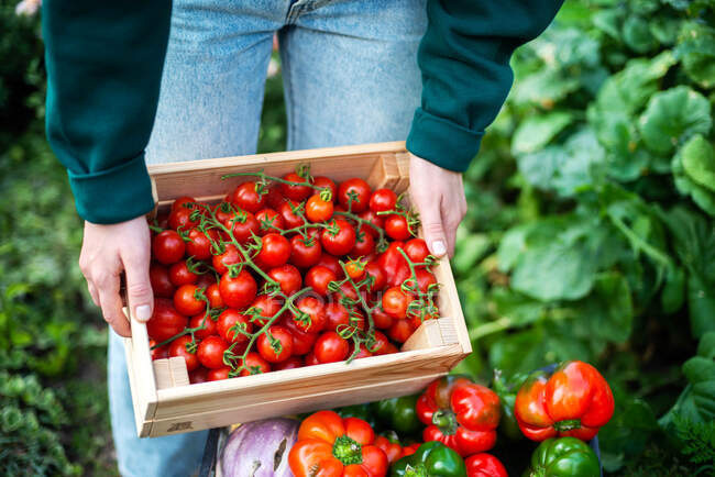 Farmer holding fresh organic tomatoes in a box — Stock Photo