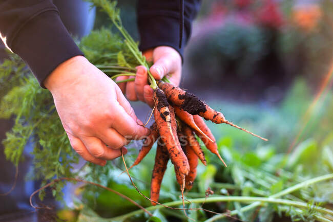 Mujer cosecha zanahorias de su jardín - foto de stock