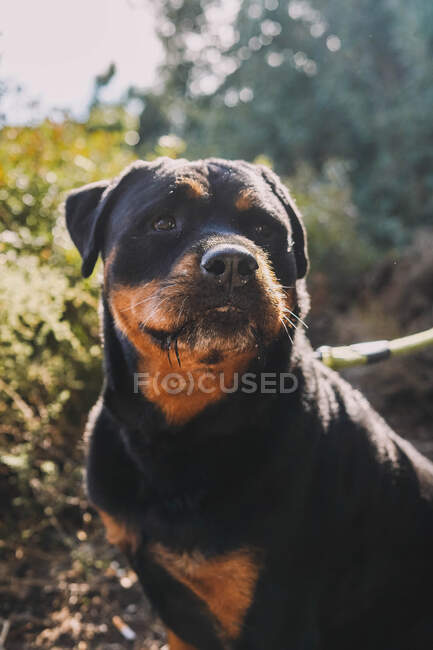 Portrait of a cute dog — Stock Photo
