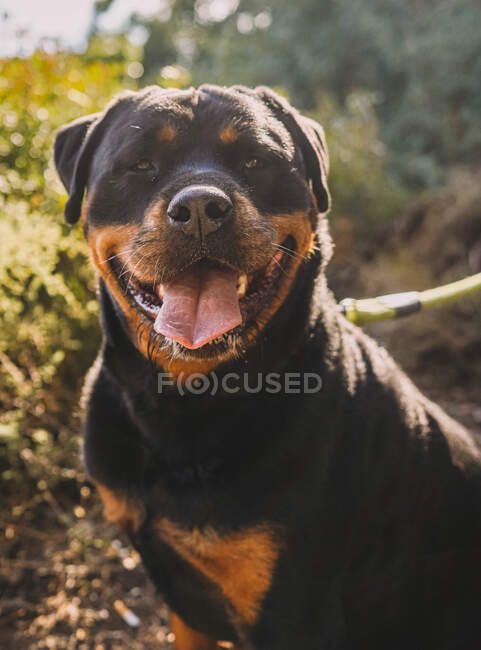 Ritratto di un cane carino — Foto stock
