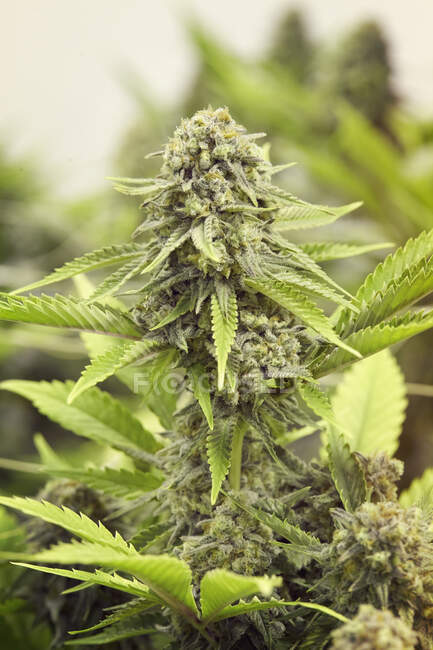 Cannabispflanze aus nächster Nähe. Hanfpflanzen. medizinisches Marihuana. — Stockfoto