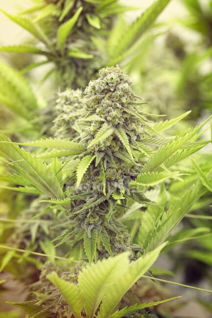 Cannabis plante gros plan. des plantes de chanvre. marijuana médicale. — Photo de stock