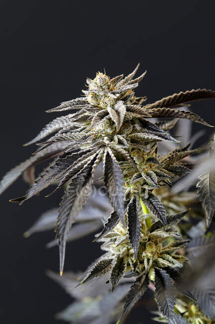 Planta de marihuana, brotes de cannabis, primer plano - foto de stock