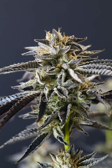 Brotes de planta de cannabis en una marihuana - foto de stock