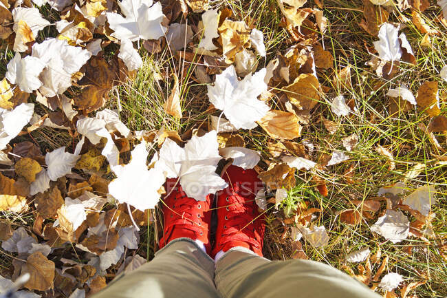 Una mujer en zapatillas de deporte se encuentra en el follaje de un álamo en un día de otoño - foto de stock