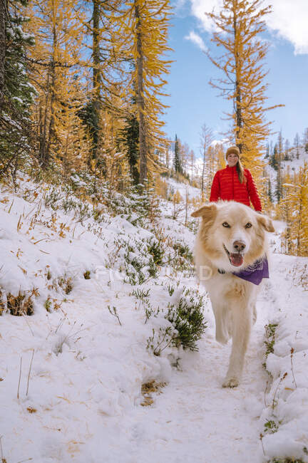 Собака грає спанієля в зимовому лісі — стокове фото