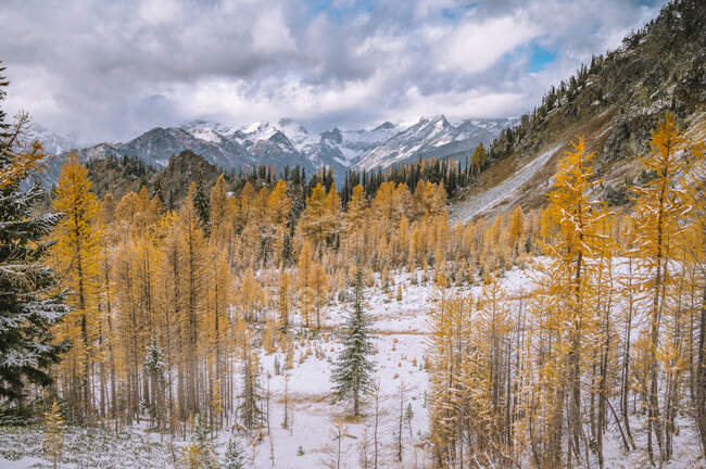 Winter landscape. snow-capped mountains in the forest. — Stock Photo