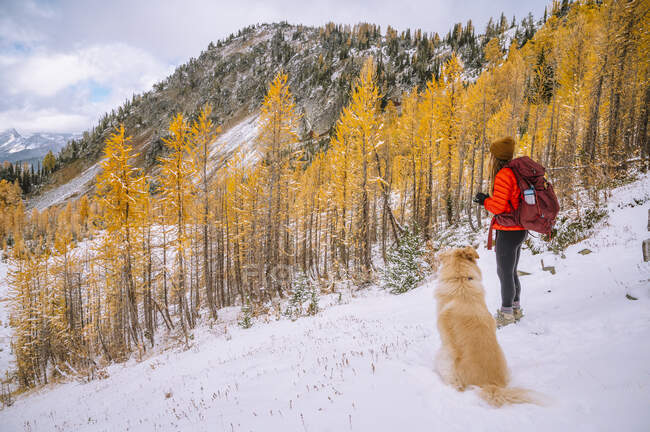 Hund mit Rucksack im Hintergrund des Waldes — Stockfoto