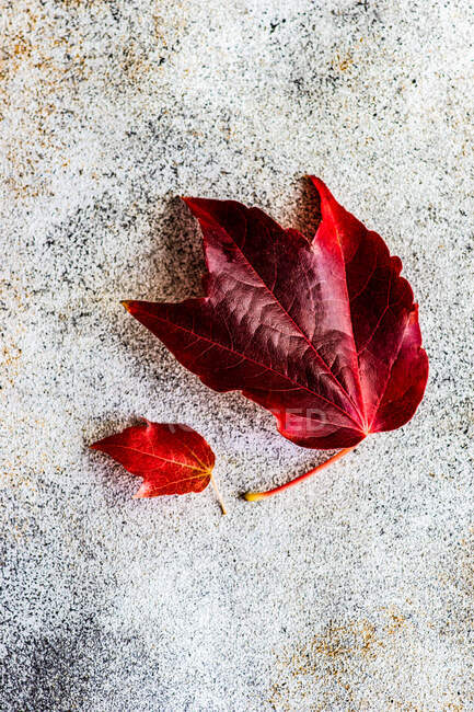 Close up of autumnal wild grape plant leaves as a seasonal card — Stock Photo