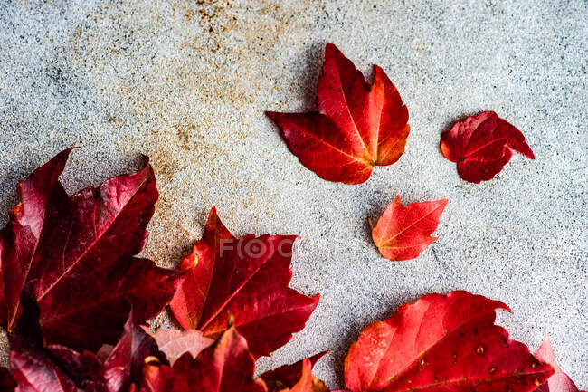 Close up of autumnal wild grape plant leaves as a seasonal card — Stock Photo