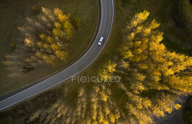 Вид на беспилотник, движущийся по асфальтовой дороге в окружении желтых осенних деревьев, растущих в лесах Рейкьявика — стоковое фото