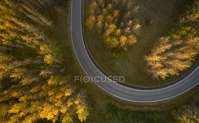 Drone view of curvy asphalt roadway running between wild lands with high trees covered with bright yellow foliage in fall season in Reykjavik — Stock Photo