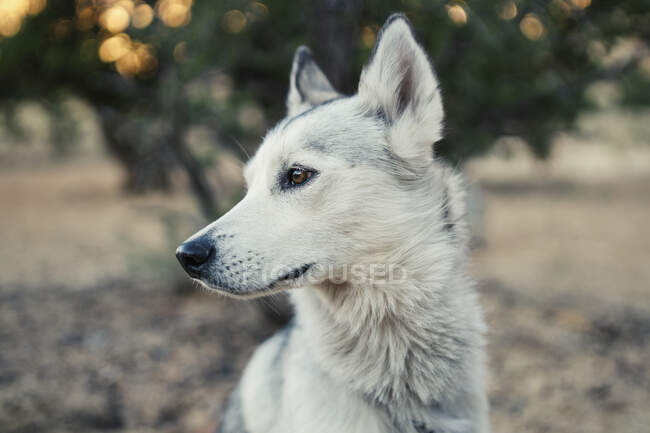 Portrait of cute dog — Stock Photo