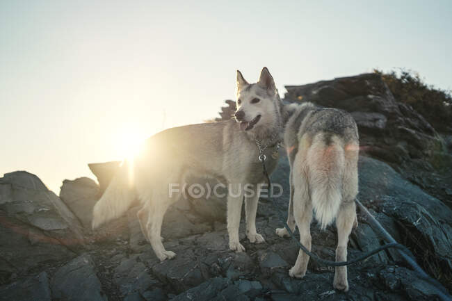 Портрет красивих собак в горах на заході сонця — стокове фото