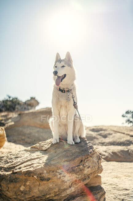 Портрет прекрасного собаки в горах. — стокове фото