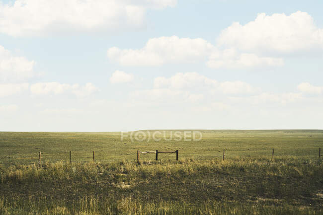 Зеленое поле в солнечный день — стоковое фото