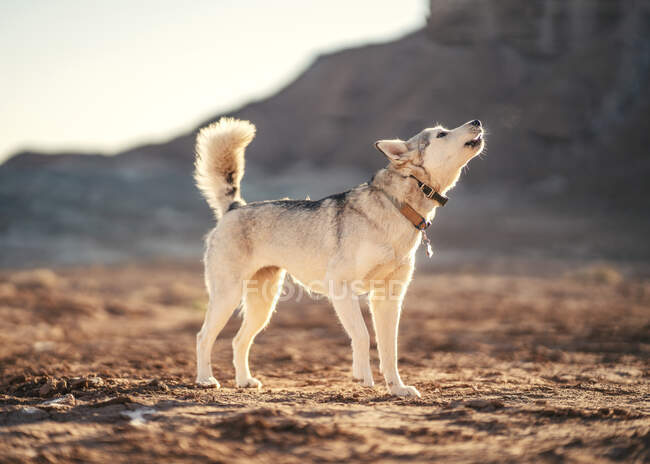 Собака в пустелі — стокове фото