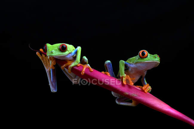 Dos ranas en una rama - foto de stock