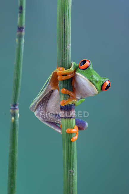 Зелена жаба на зеленому листі — стокове фото