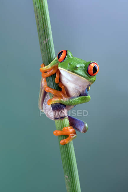 La grenouille sur la branche — Photo de stock