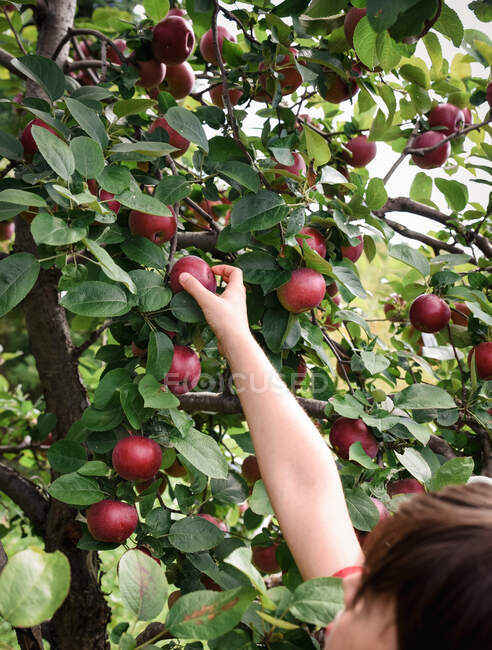 Huerto de manzanas, manzanas, frutas, cosecha - foto de stock