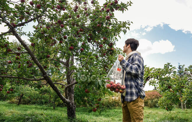 Agriculteur avec des pommes dans le verger — Photo de stock
