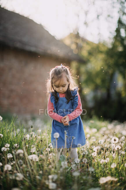 Jeune fille collecte des graines de pissenlit. — Photo de stock