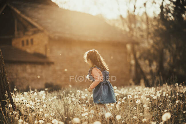 Giovane ragazza che gioca in un campo di tarassaco. — Foto stock