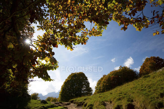 Herbstwald im Aspe-Tal, Pyrenäen in Frankreich. — Stockfoto