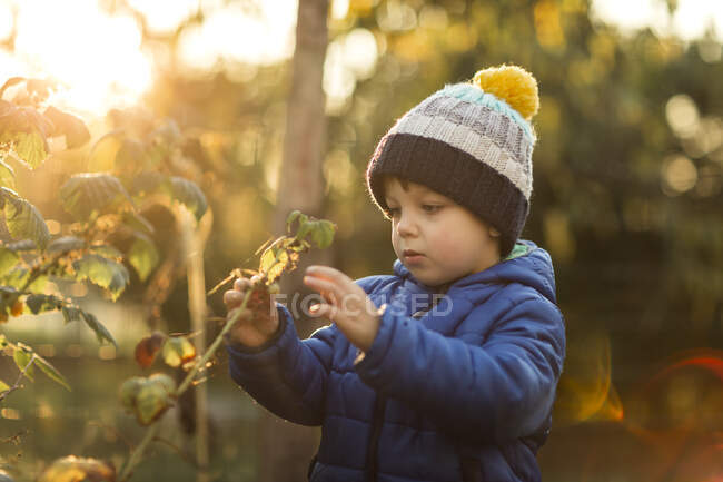 Vista lateral del niño pequeño recogiendo frambuesas amarillas en el jardín - foto de stock