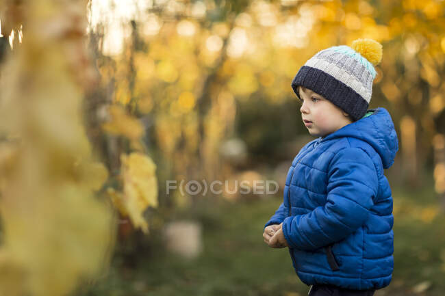 Вид сбоку маленького мальчика в саду осенью в синей куртке — стоковое фото