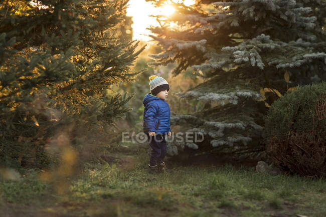 Menino pequeno inforest entre abetos em casaco azul durante o pôr do sol — Fotografia de Stock
