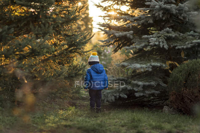 Petit garçon dans la forêt entre sapins en veste bleue pendant le coucher du soleil — Photo de stock