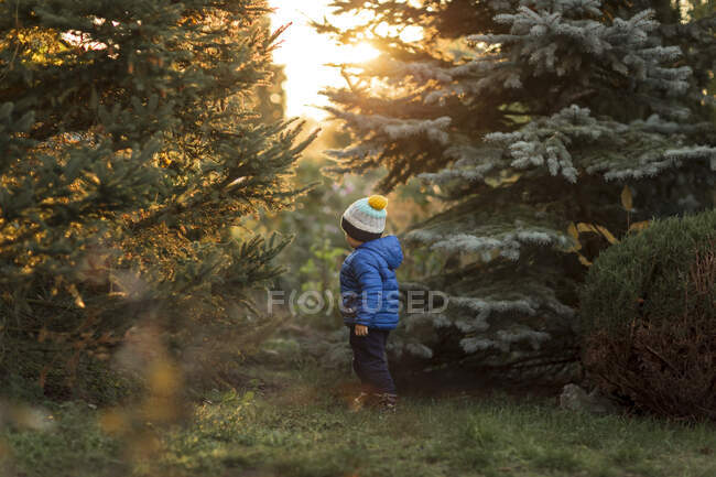 Menino pequeno inforest entre abetos em casaco azul durante o pôr do sol — Fotografia de Stock